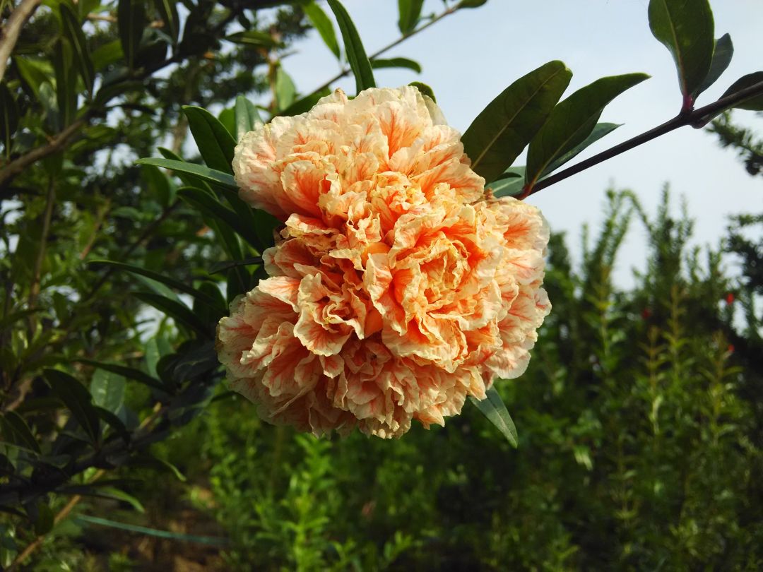 牡丹石榴和普通石榴的区别,牡丹石榴好还是红如意石榴好