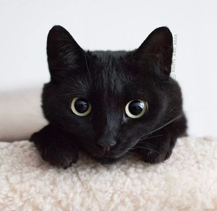 盘点致命的养猫玩具,猫咪新出网红用品