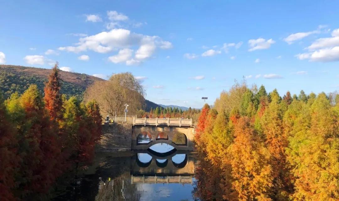 昆明甸尾村的水杉真的太美了,昆明甸尾水杉林网红打卡地