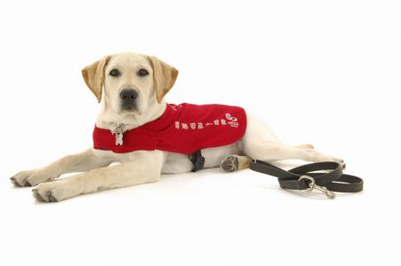 导盲犬是世界上最乖的犬吗,唯一能当导盲犬的狗