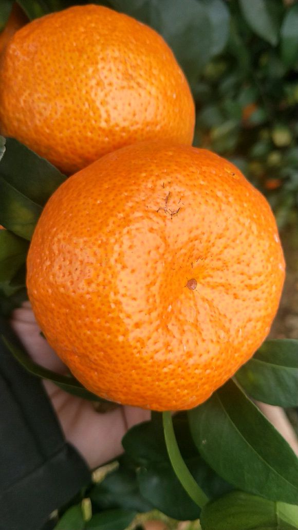 砂糖橘正不正宗,沙糖桔假货都有哪些品种