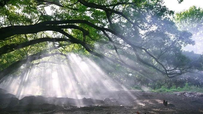 霞是光，浦是海：光与海的对话，吟唱出最美的滩涂