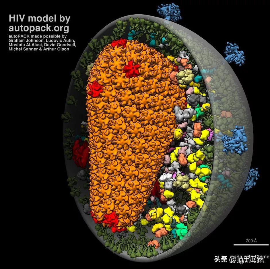 猫瘟和猫艾滋,艾滋猫是怎么回事