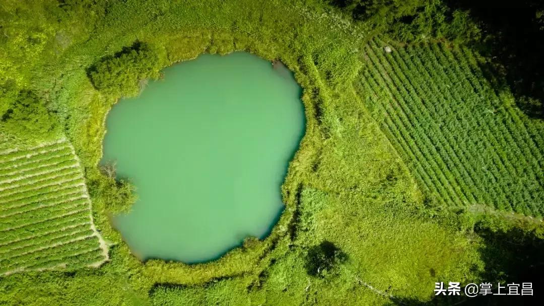 松子榛子,榛子东北榛子