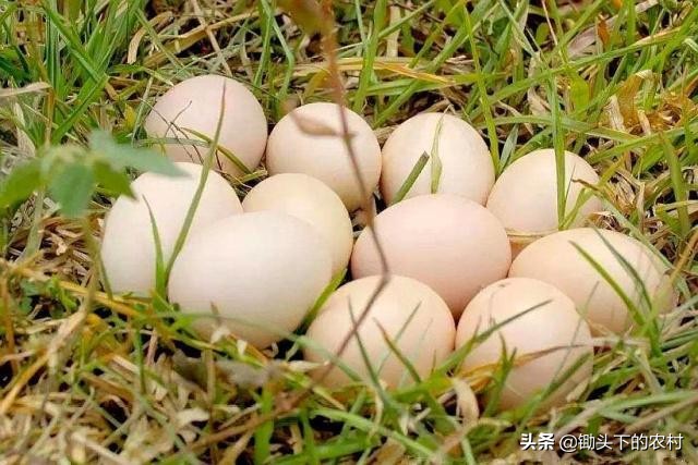 刚孵出来小鹅怎么养详细教程,养鹅孵化场地怎么建设