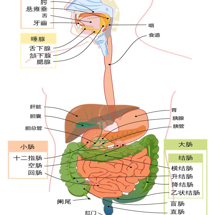 狗狗噎住了什么症状,狗狗噎着了是什么症状表现