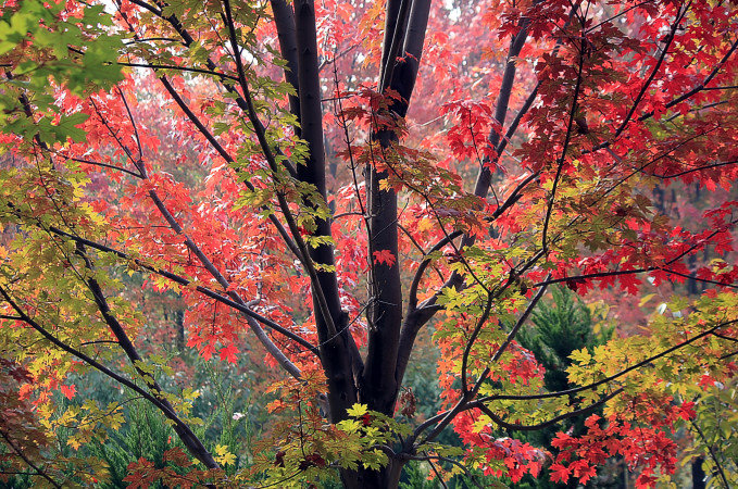 大连横山寺红叶,横山寺的枫叶