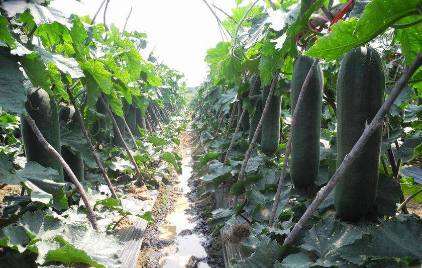 冬瓜亩产,冬瓜怎么管理施肥才能丰收
