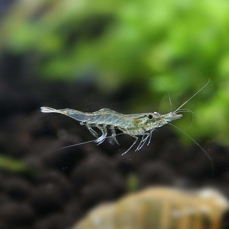 黄金米虾饲养教学,宽背黄金米虾饲养视频