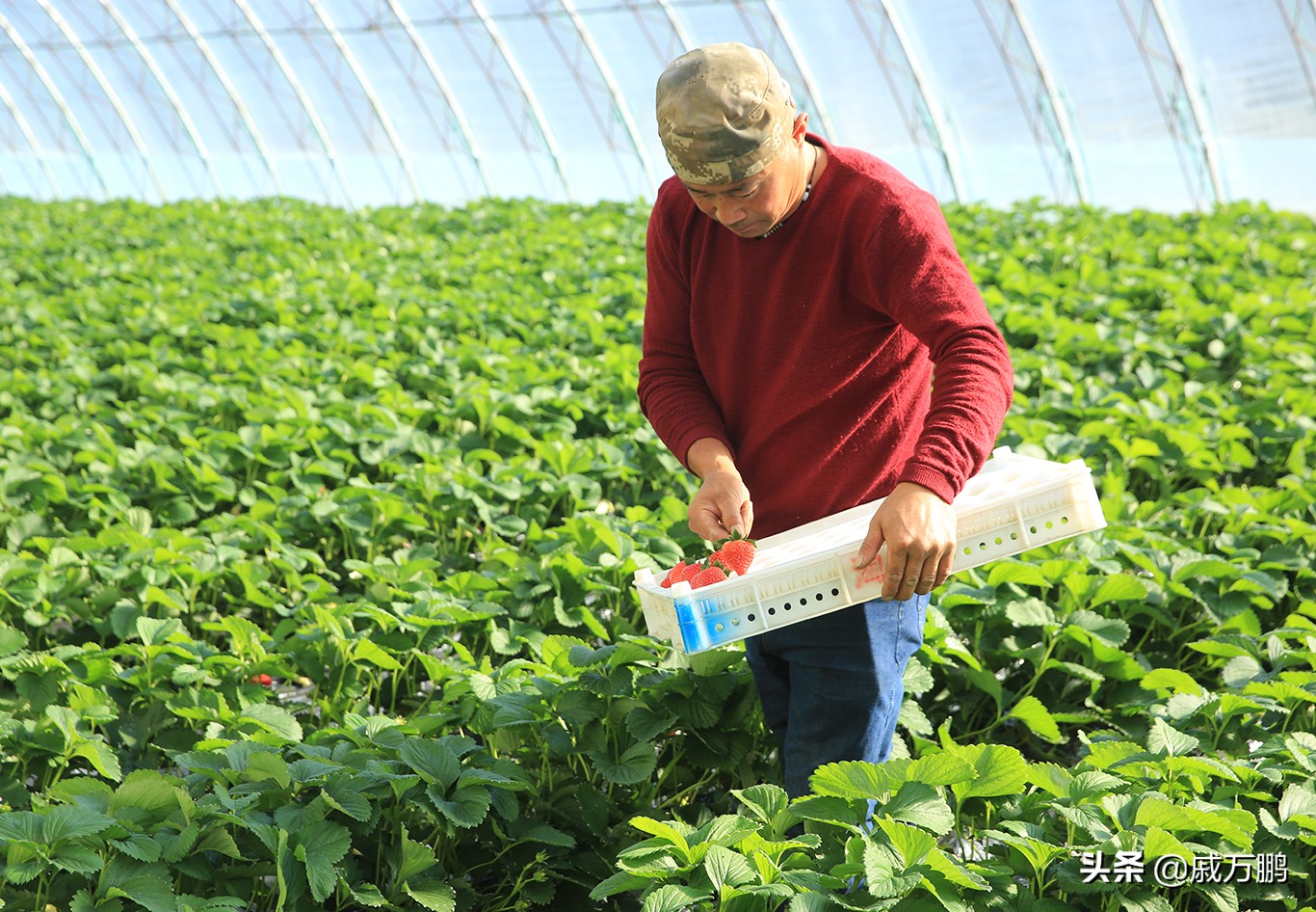 辽宁丹东东港草莓基地联系电话,辽宁丹东东港草莓种植基地