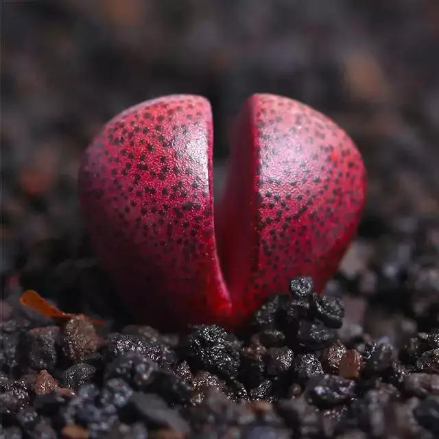 推荐轻松玩转100种常见多肉植物,700种多肉植物图鉴pdf百度云
