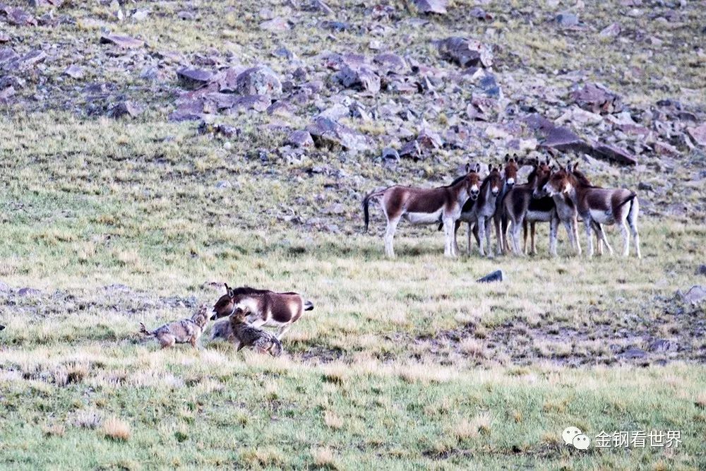 藏狼捕食牦牛,藏西狼徒步边境