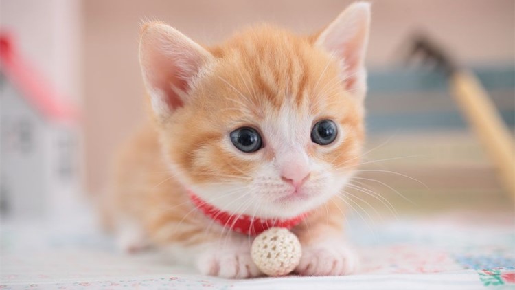 怎样给长毛猫咪洗澡能把毛洗柔顺,猫咪掉毛最好的方法