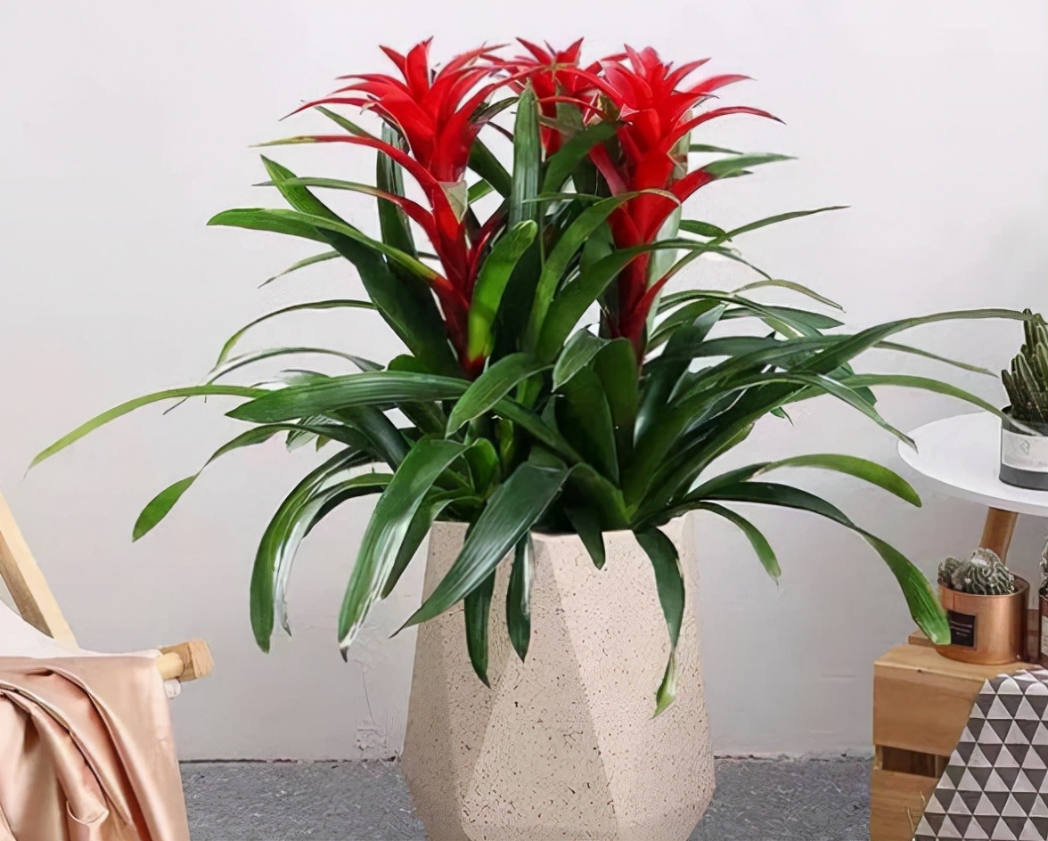 适合养在室内的红色花植物,大红色花盆栽什么植物好看