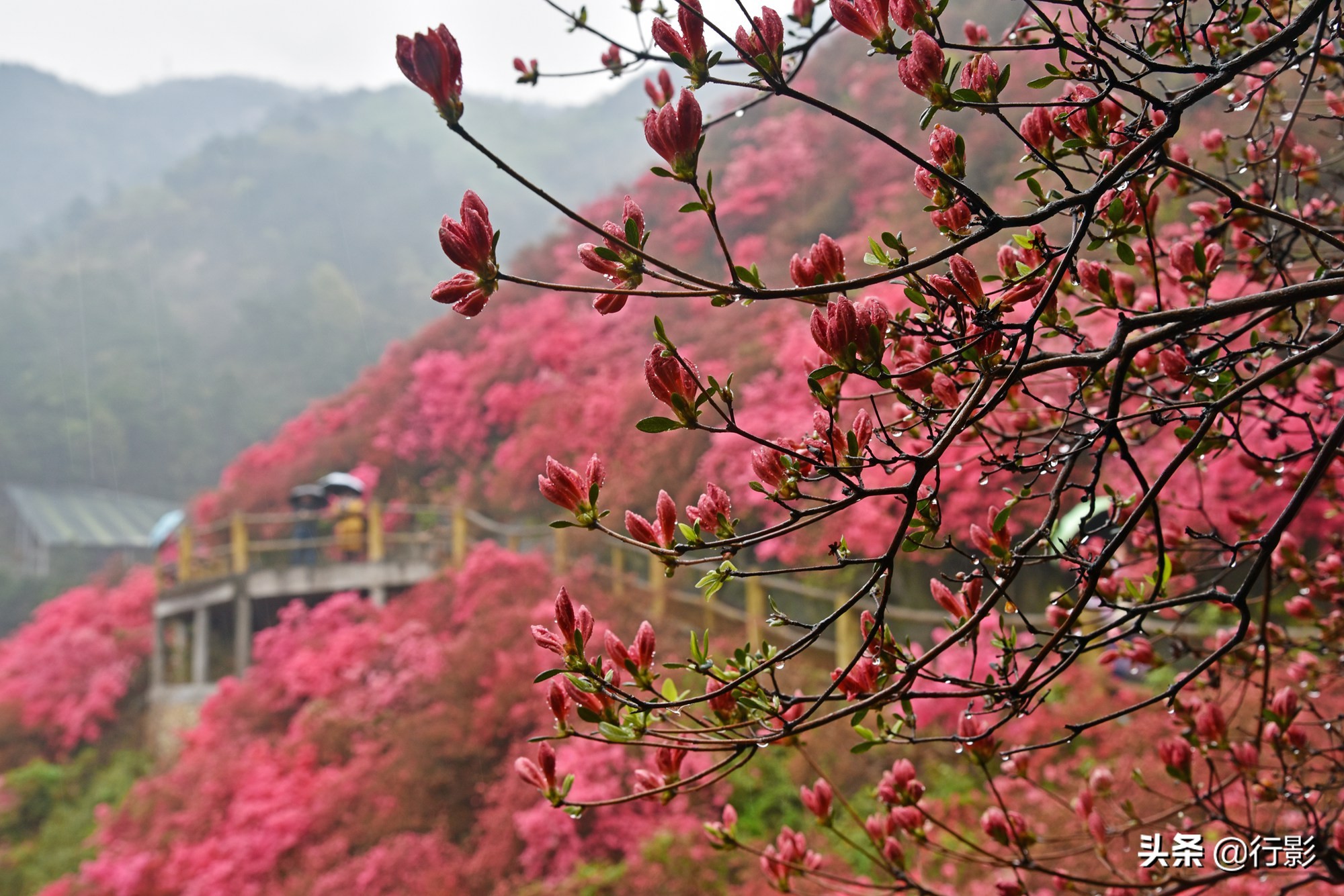 武汉云雾山风景区有什么好玩的,武汉云雾山游玩攻略