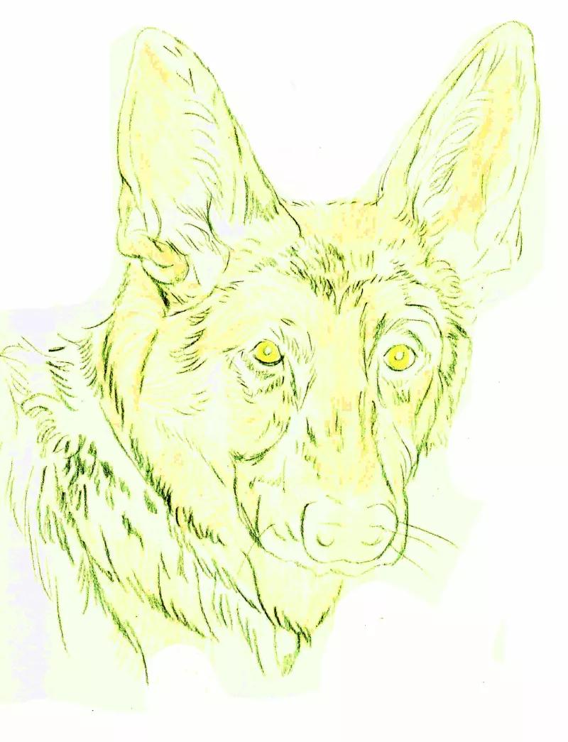 德国牧羊犬绘画教程,德国牧羊犬素描画