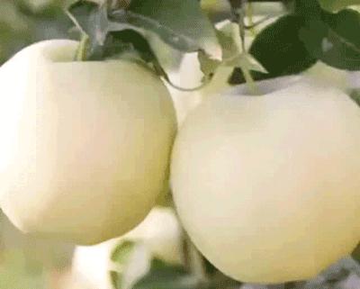 小时候吃的又黄又大的苹果,山东人小时候最爱吃的