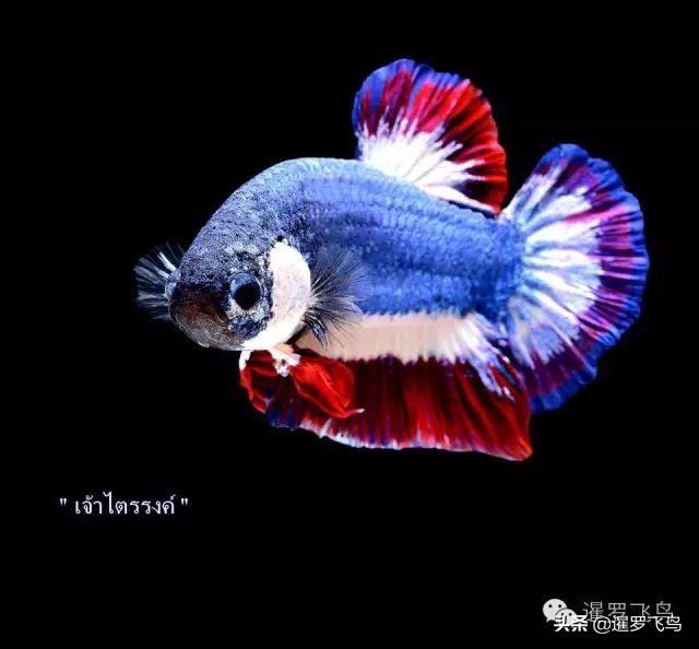 泰国宣布暹罗斗鱼为“国鱼”*旗国**鱼身价百倍