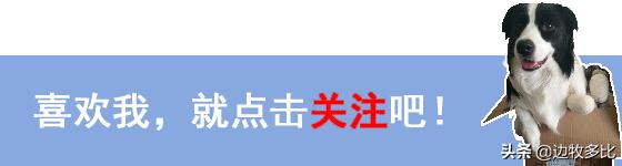 狗狗突然在家乱尿怎么纠正,如何掩盖狗狗尿尿的记号