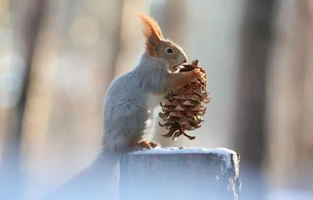 什么是呆头呆脑的人,天天呆头呆脑的人是什么样的人