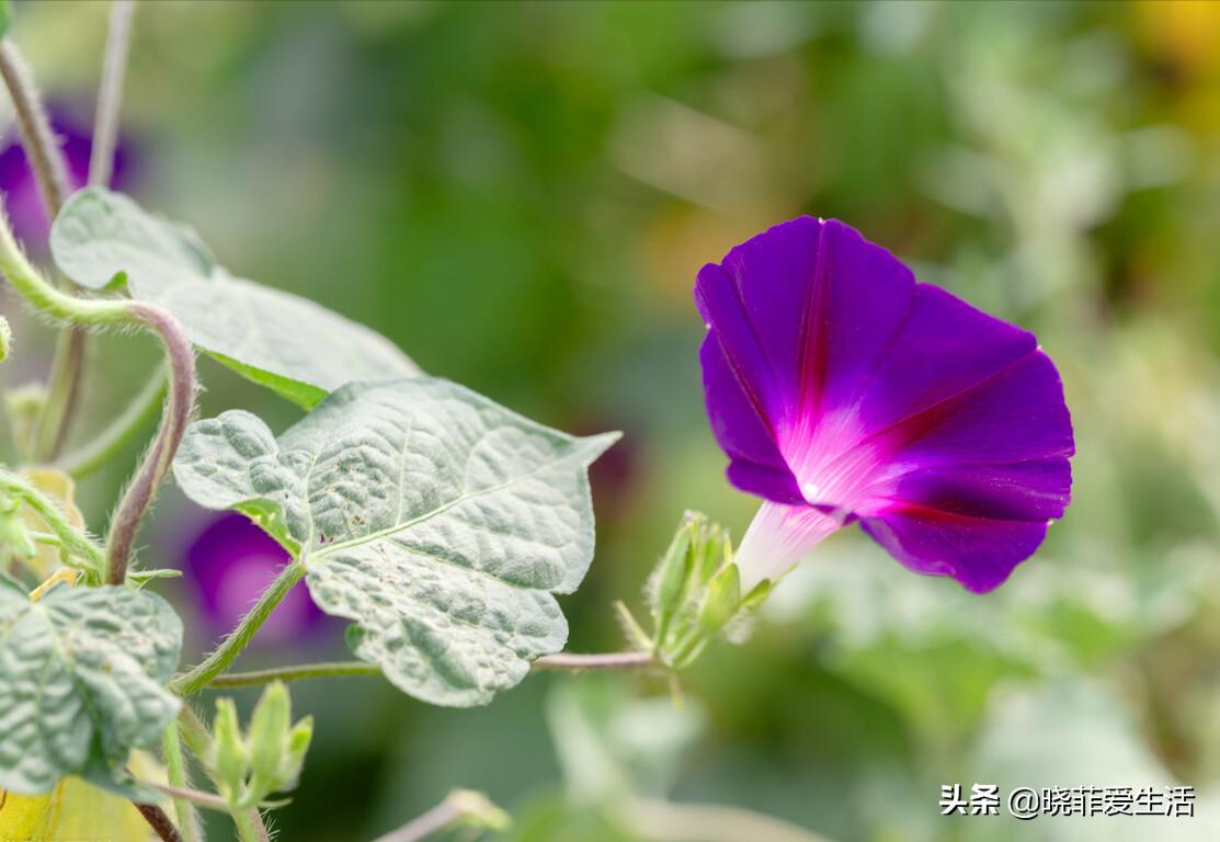 老中医喜欢养“6种花”，好看又养人，有利健康