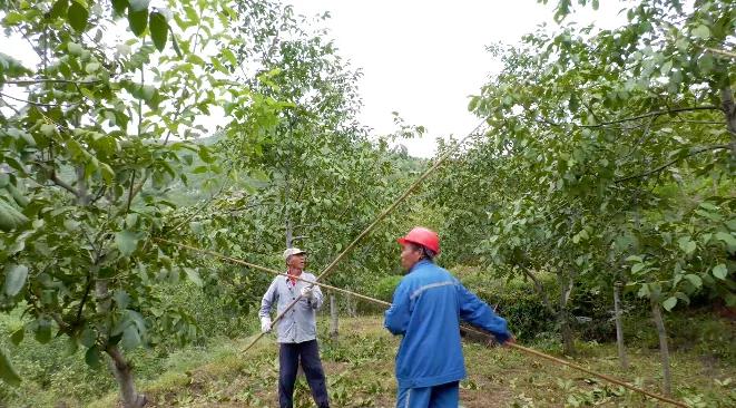 邯郸白露,涉县白露打核桃视频