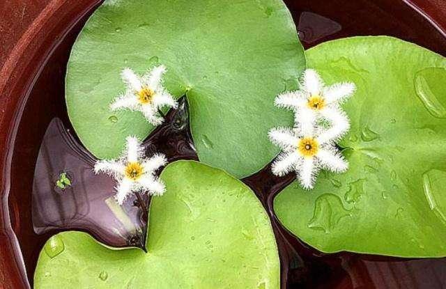 一叶莲睡莲碗莲叶子发黄怎么办,睡莲一叶莲碗莲哪种可以种鱼缸里