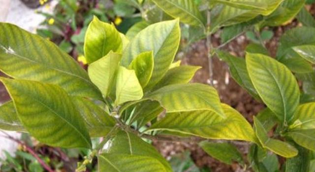 详解栀子花黄叶补救小妙招,栀子花黄叶正确处理