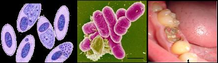 硝基咪唑类抗菌药有哪些,抗菌消炎药兽药