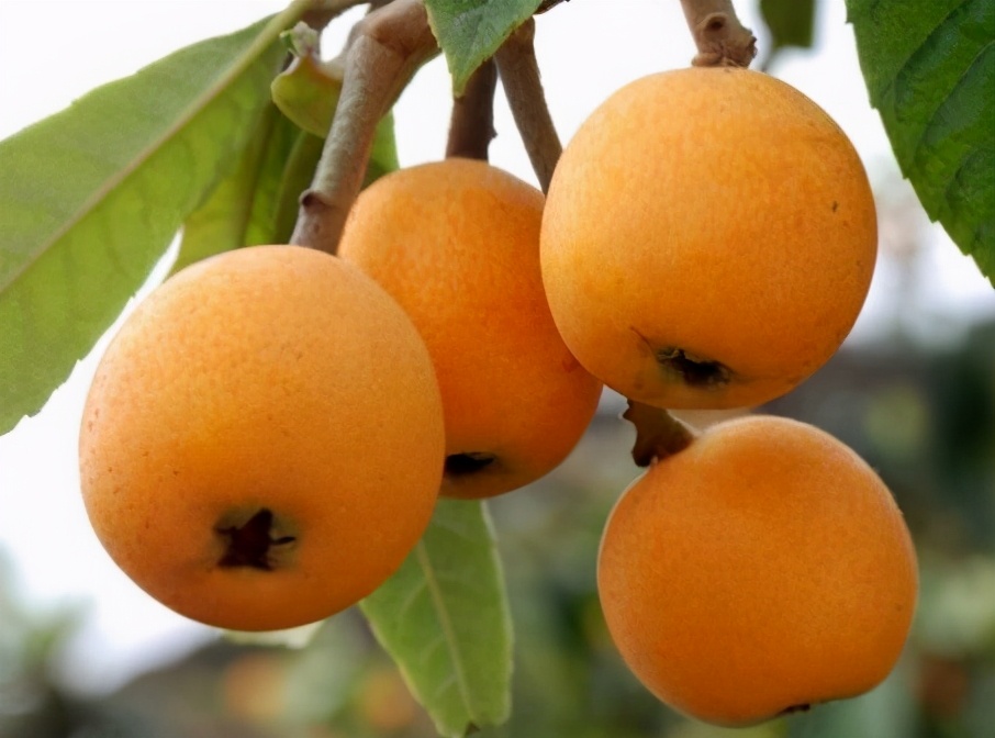 夏天再没钱也必吃的五种碱性水果,夏季遇到这碱性水果别错过