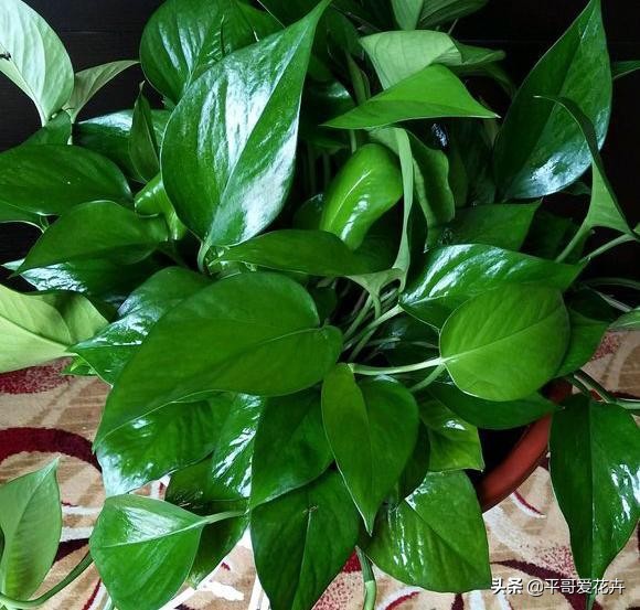 鐜嬪ぇ濡堝吇缁胯悵缁忛獙,鍚村ぇ濡堝吇缁胯悵鏂规硶