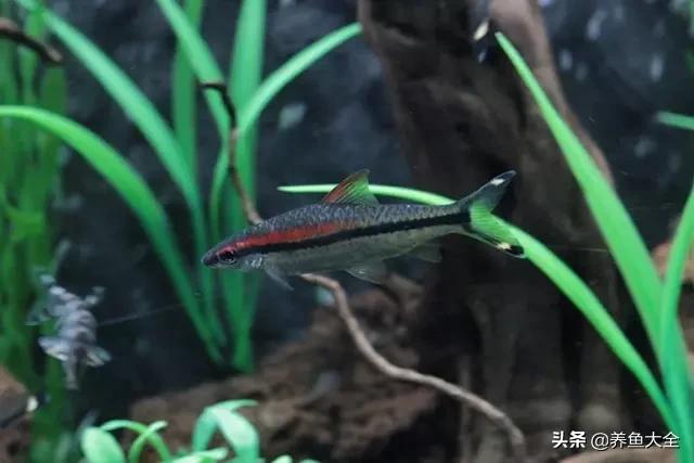 电视柜养鱼,电视柜旁边养鱼好不好