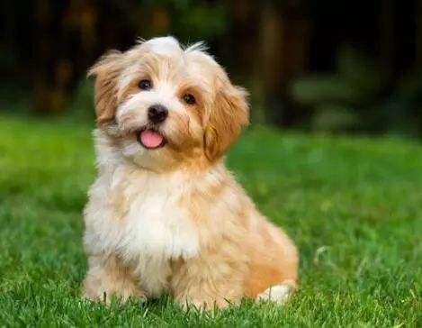 狗狗免疫性溶血性贫血治愈率高吗,狗狗溶血性贫血是怎么回事