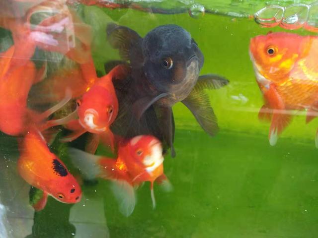 观赏鱼的水温过低的表现,观赏鱼养什么温度低不会死