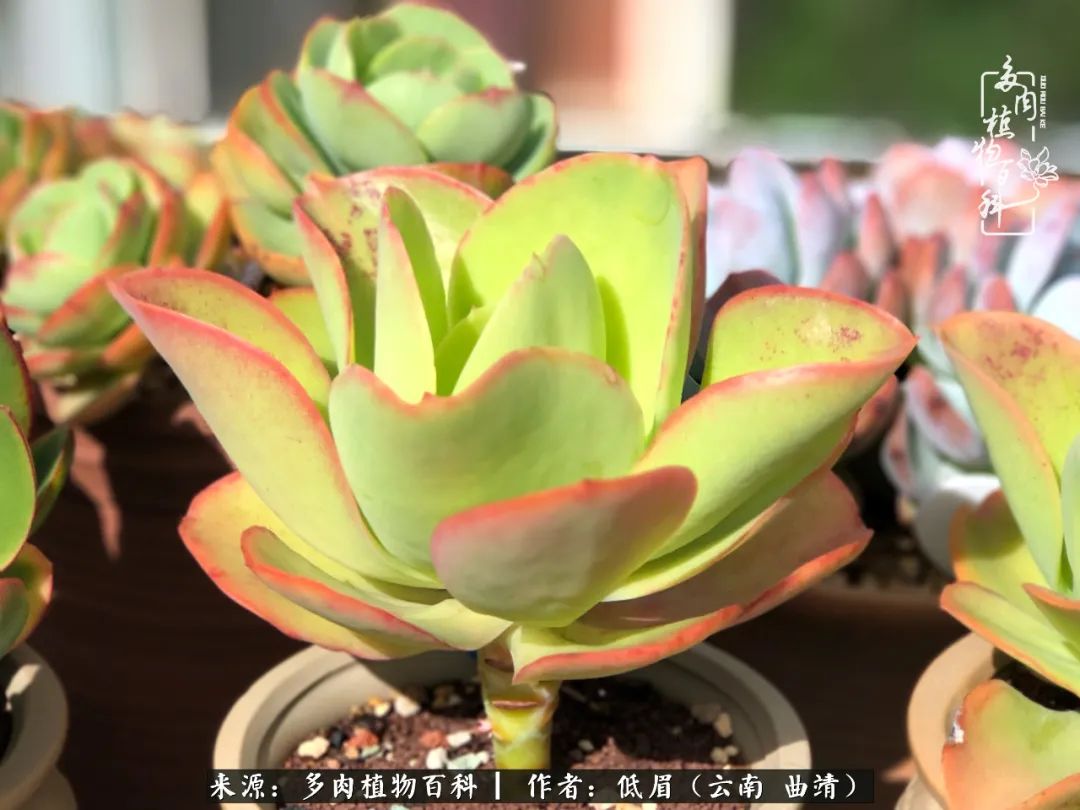 多肉怎么养度夏,多肉怎么养之度夏篇