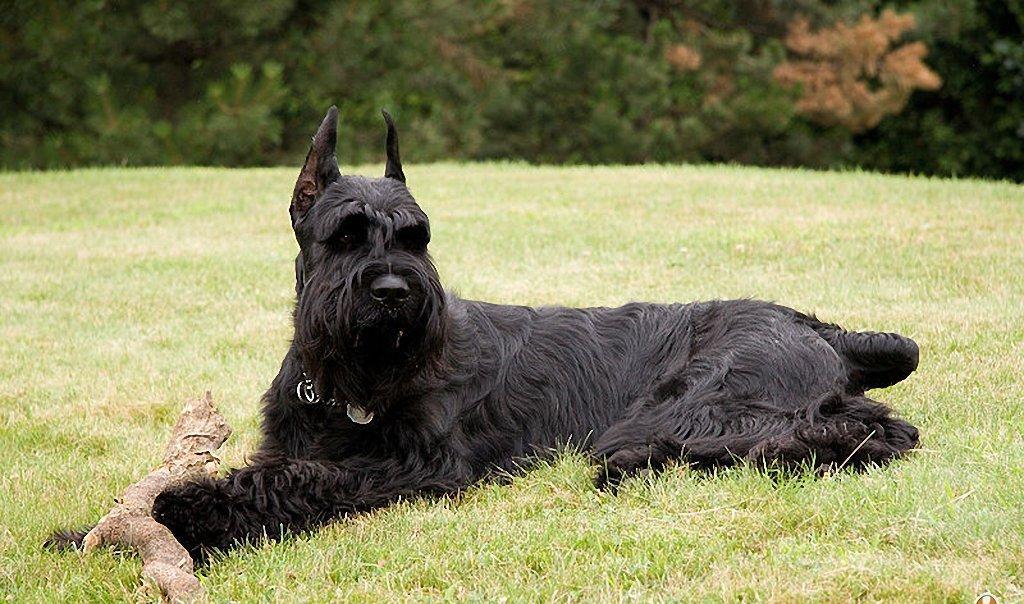 狗狗买什么品种最合适,怎么给狗狗选择宠物狗品种