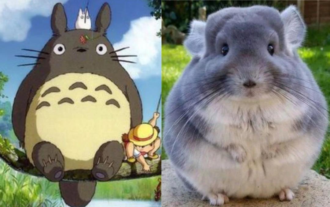 龙猫饲养视频,龙猫饲养全科普