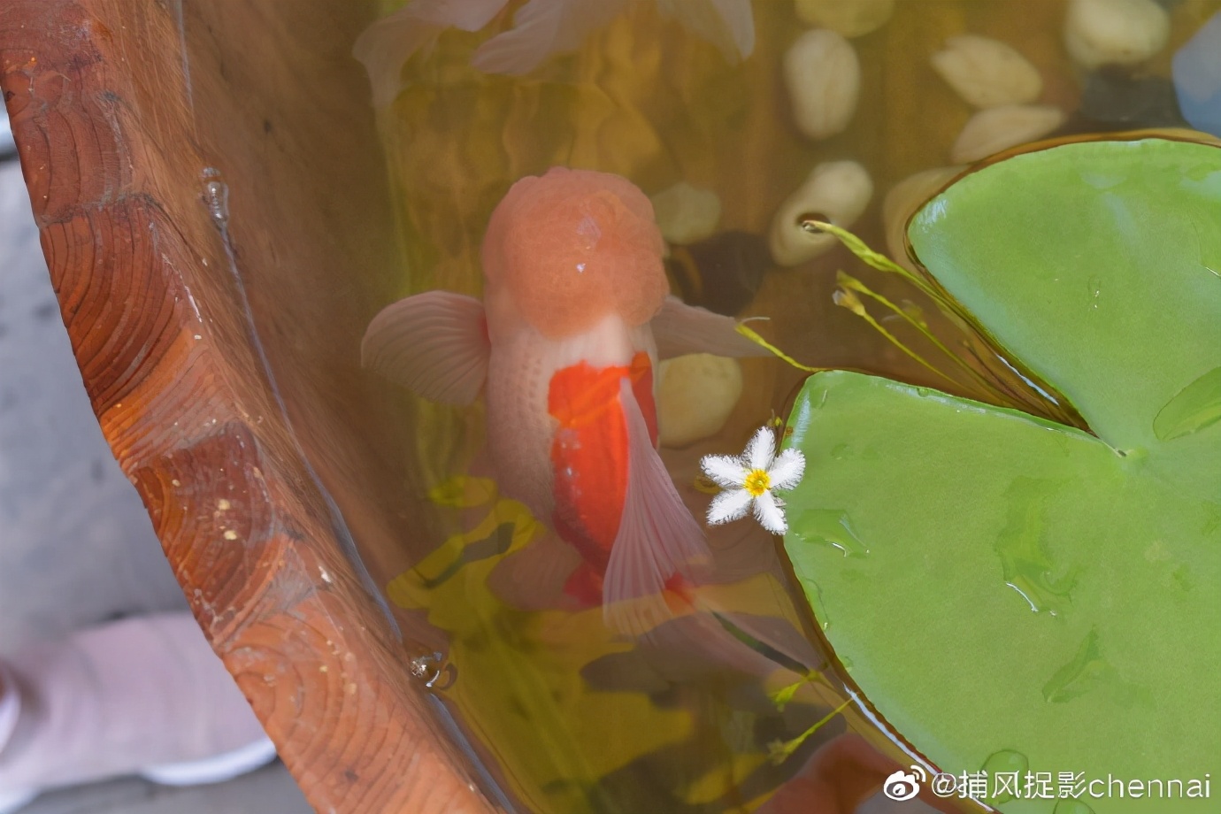 金鱼展和金鱼题材*物文**展