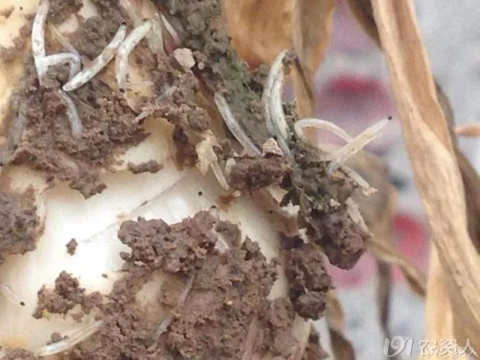 今年虫害为什么这么严重,抗性虫都有哪些