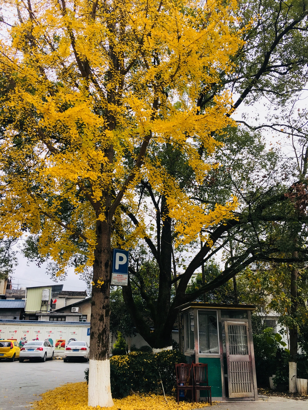 长汀宾馆银杏,长汀宾馆银杏叶