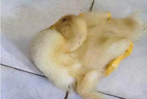 常见鸡病大全及治疗方法收藏,鸡子发病有哪些症状