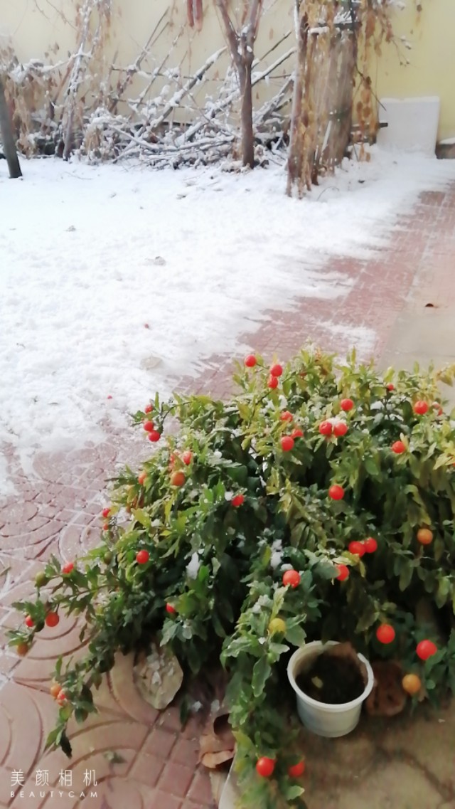 于丹卜算子咏梅,于丹陈果煮鸡汤