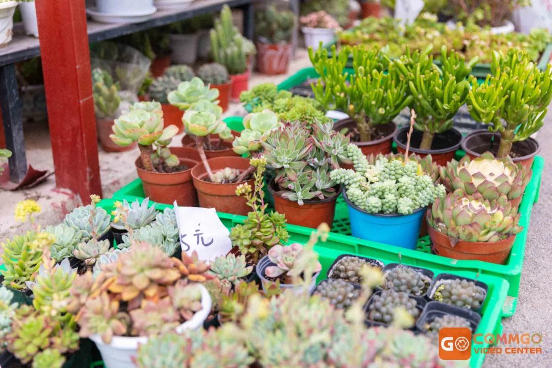 重庆最大的花市在哪里,重庆花市排名前十名