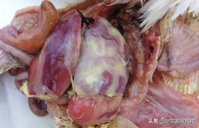 鸭传染性浆膜炎防治出新,鸭传染性浆膜炎英文缩写