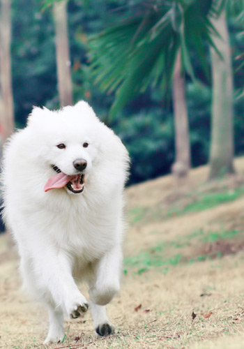 狗狗总是喜欢舔人怎么回事,狗狗总喜欢舔主人的手是咋回事