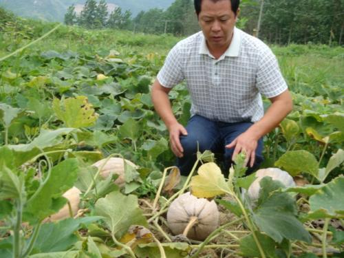 南瓜怎样种植才能使南瓜结得多,南瓜干种南瓜不搭架也能结瓜吗