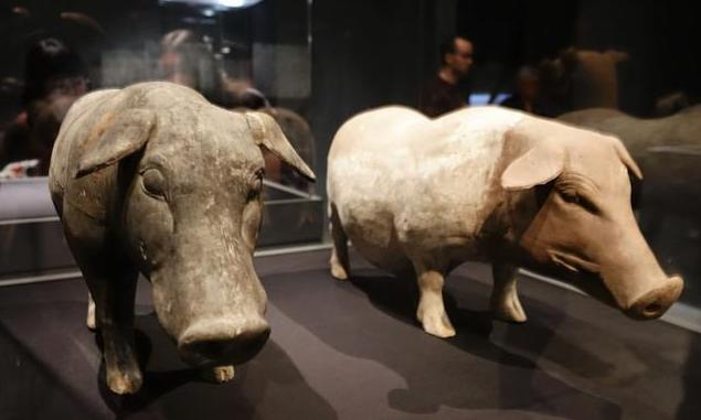 猪不同阶段都需要什么,为什么猪能活到现在