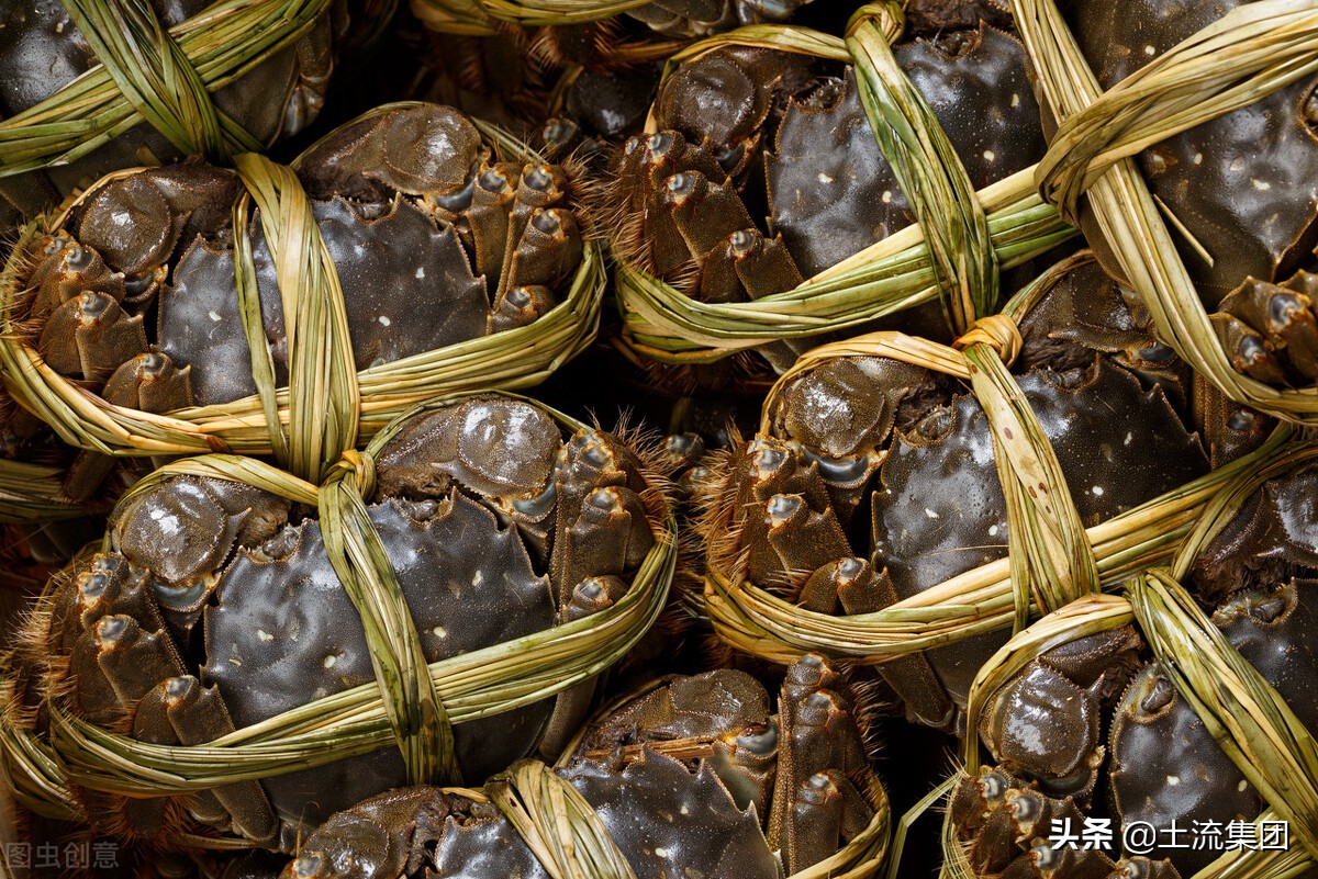 养大闸蟹全套技术,大闸蟹是怎么养殖的