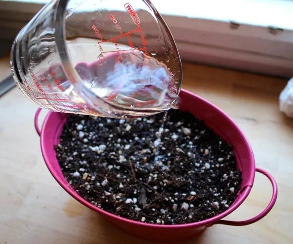 路边随便采野花,路边哪些草可以当猫草