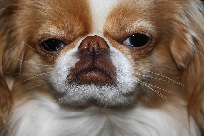 狗狗胡须能拔吗,狗狗的胡须被拔掉了还能长吗